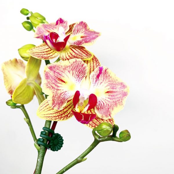 Orchid 2