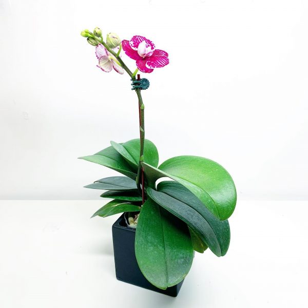 Orchid 3 - Image 2