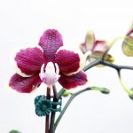 Orchid 1