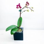 Orchid 1 - Image 2