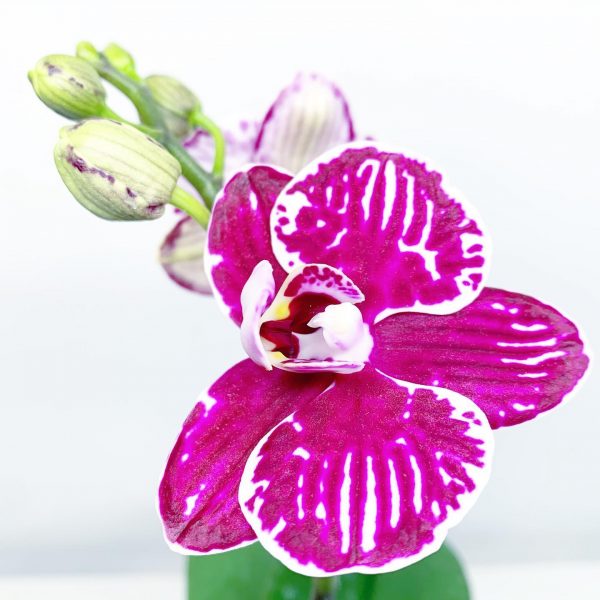 Orchid 3