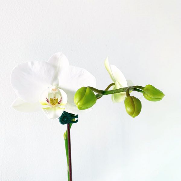 Orchid 5