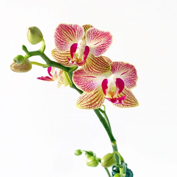 Orchid 2 - Image 2