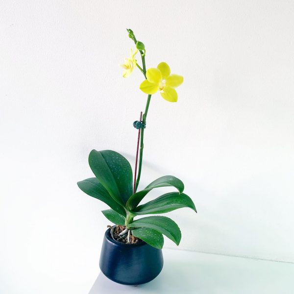 Orchid 6 - Image 2