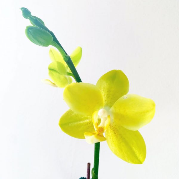 Orchid 6