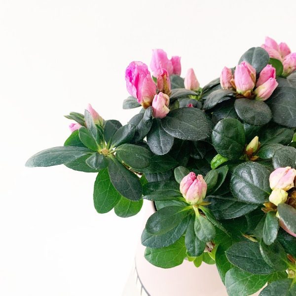 Azalea - Image 2