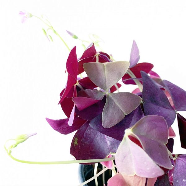 Oxalis Purple