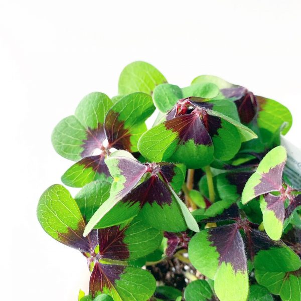 Oxalis Iron Cross - Image 3