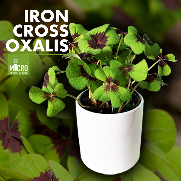 Oxalis Iron Cross - Image 2