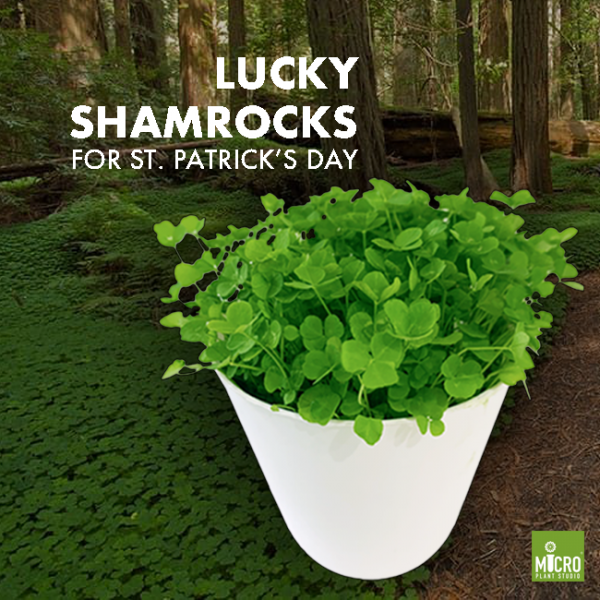 Shamrocks - Image 3