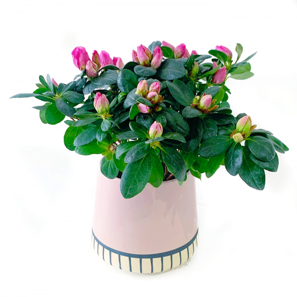 Azalea