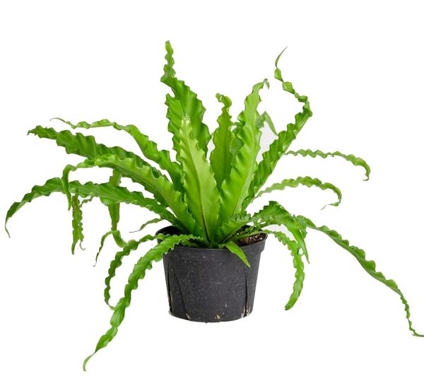 Bird's Nest Fern