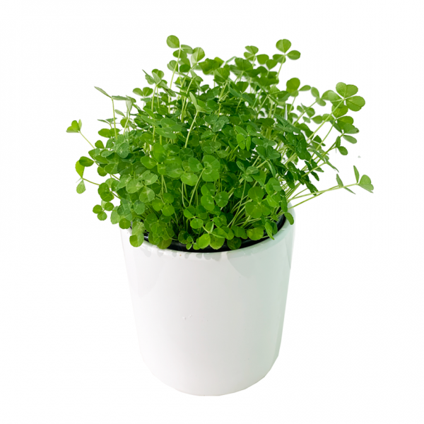 Shamrocks