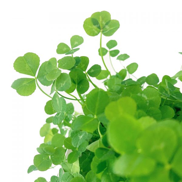 Shamrocks - Image 2