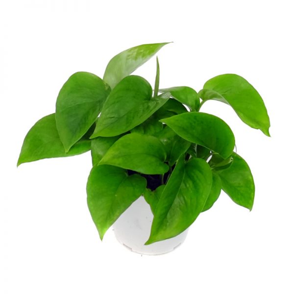 Pothos