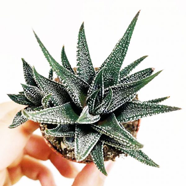 Succulent 03