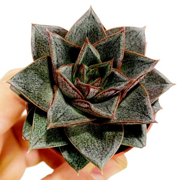 Succulent 02