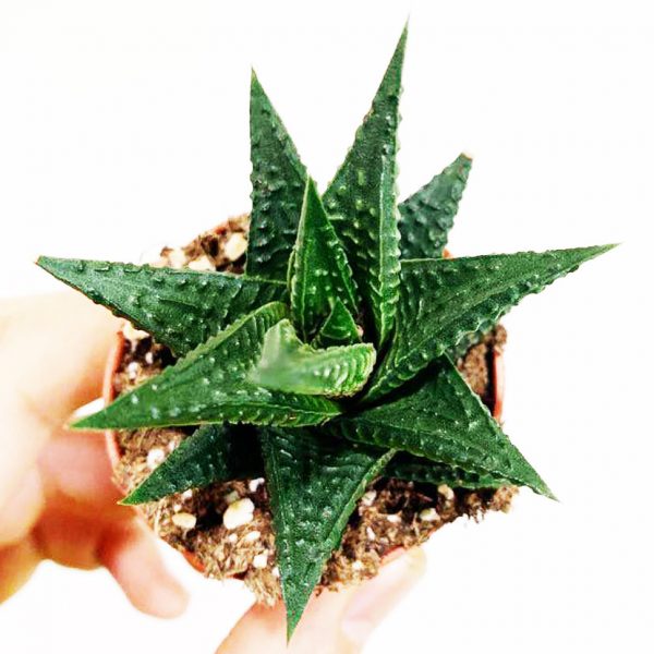 Succulent 01