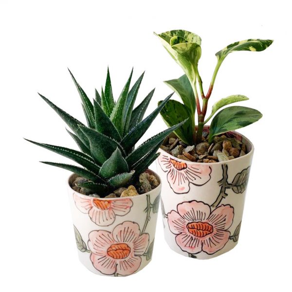 Little Daisy Pot with Plant