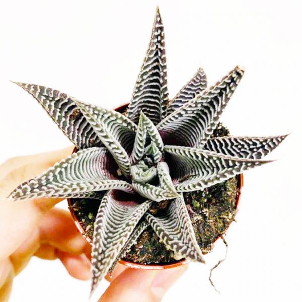 Succulent 06