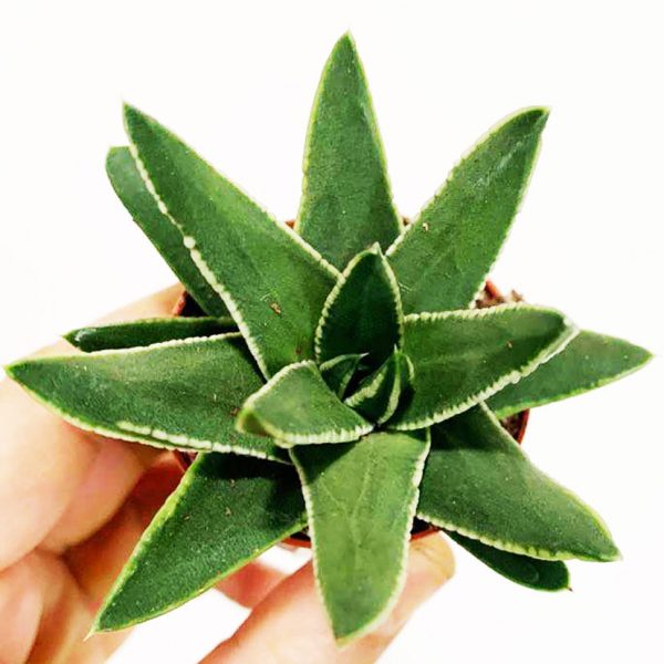 Succulent 05