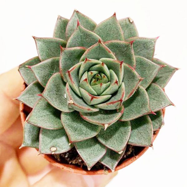 Succulent 04