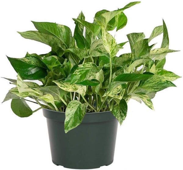 Queen Pothos
