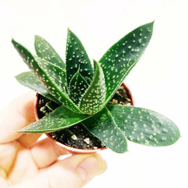 Succulent 08