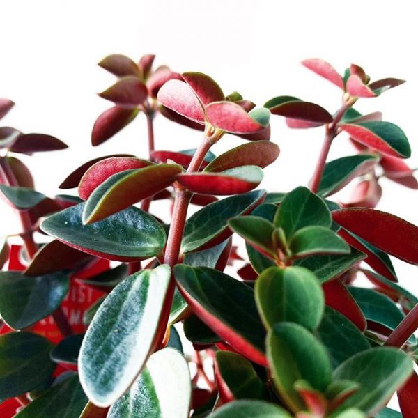 Peperomia Red Twist