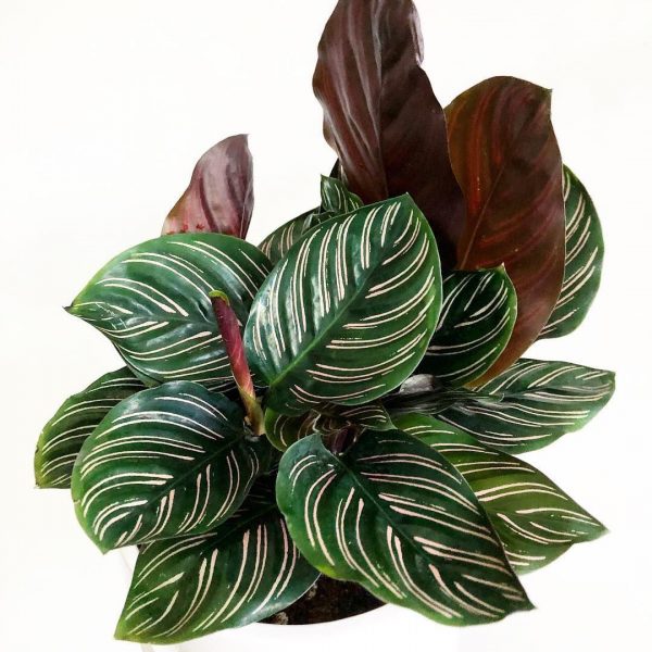Calathea Pinstripe
