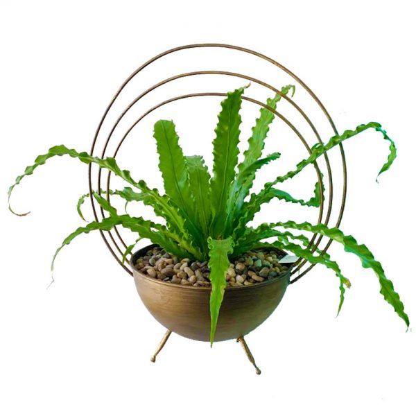 Bird's Nest in Saturn Pot