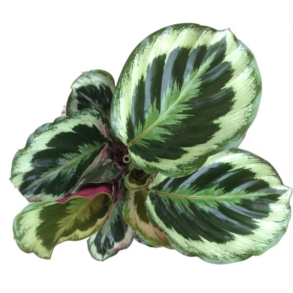 Calathea Medallion