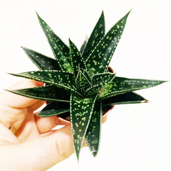 Succulent 07