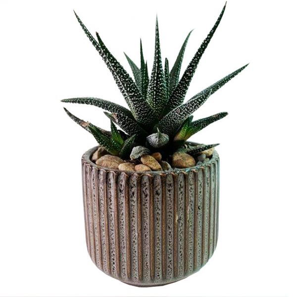 Habitat with Succulent