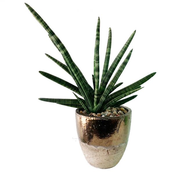 Starfish in Muriel Pot