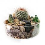 Cactus Terrarium in Zurich
