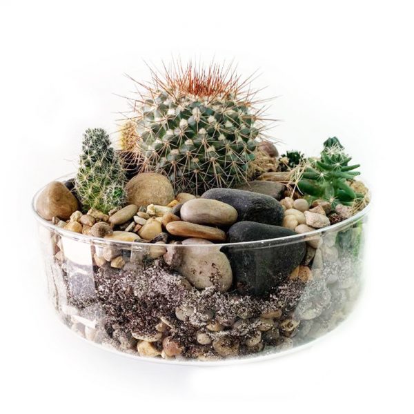 Cactus Terrarium in Zurich