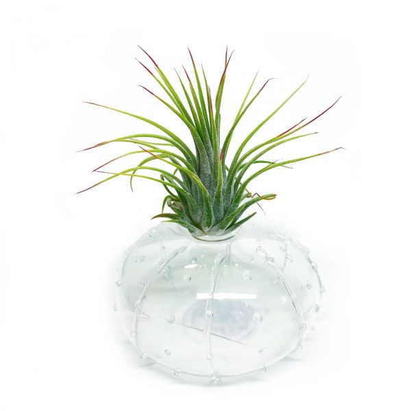 Urchin with Air Plant