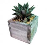 Tiny Wood Box with Succulent