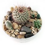 Cactus Terrarium in Zurich - Image 2