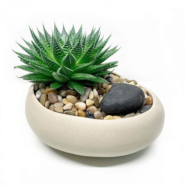 Dino with Succulent