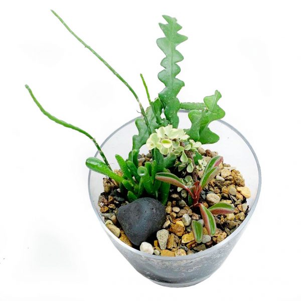 Half Moon Terrarium