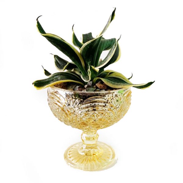 Kingston with Plant