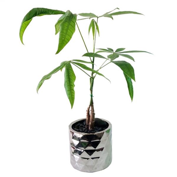 Money Tree in Architect