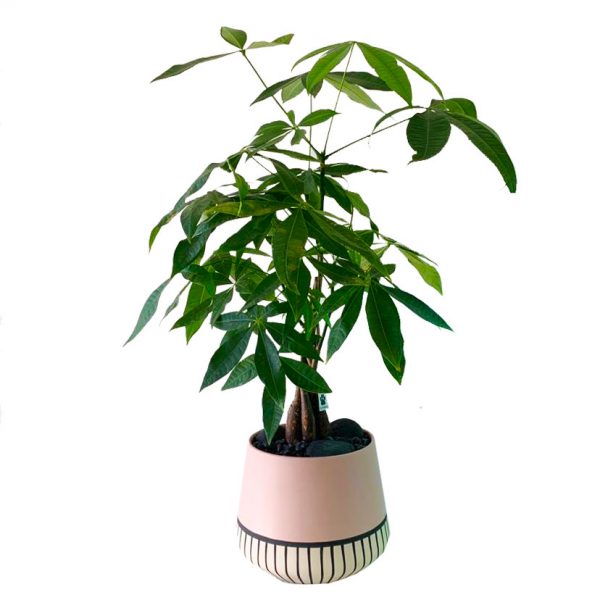Money Tree in Pixie Pot