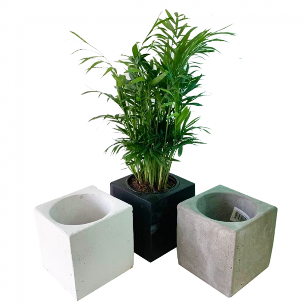 Cole pot with Neanthe Palm