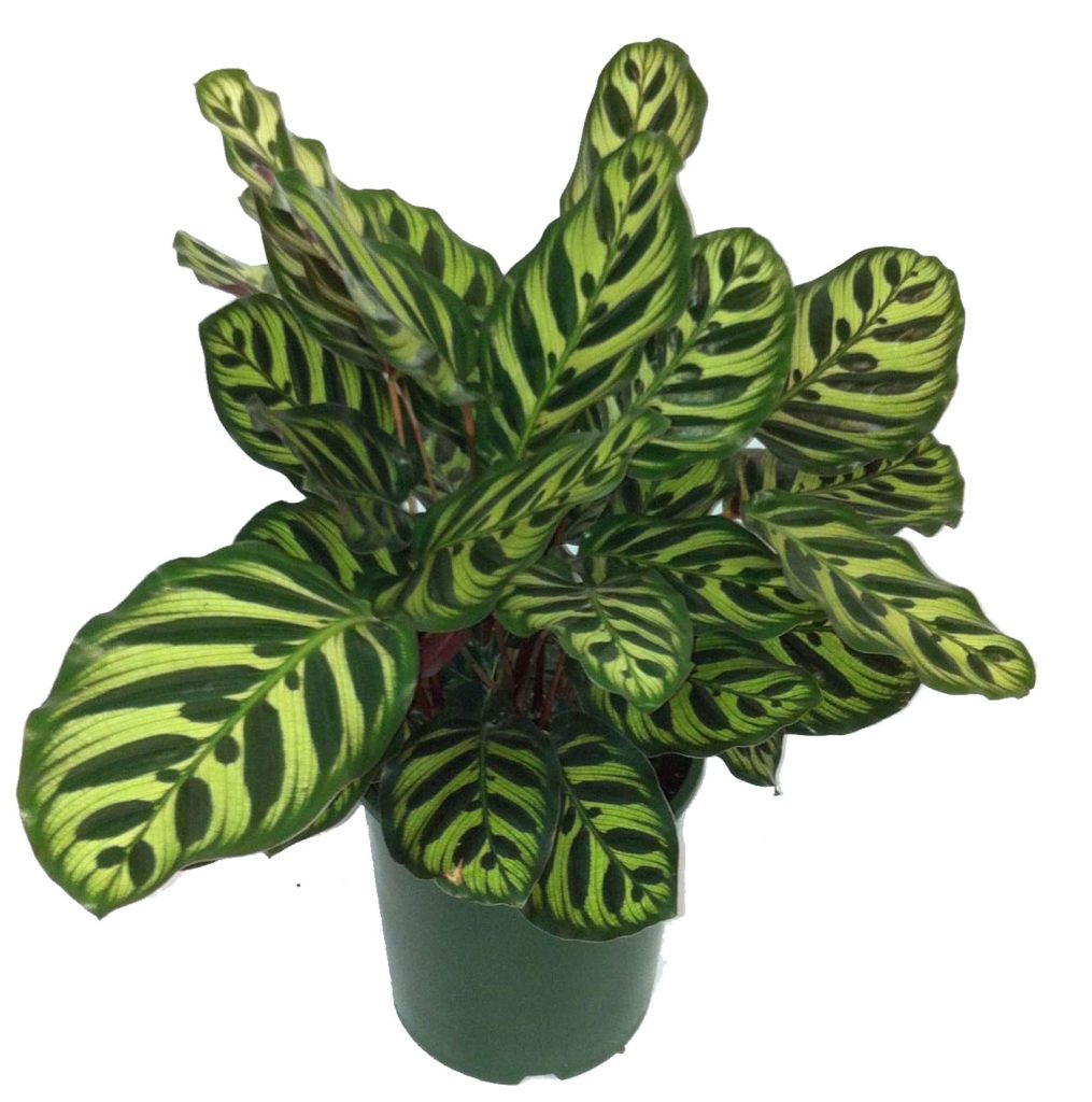  Calathea Peacock  MICRO PLANT STUDIO