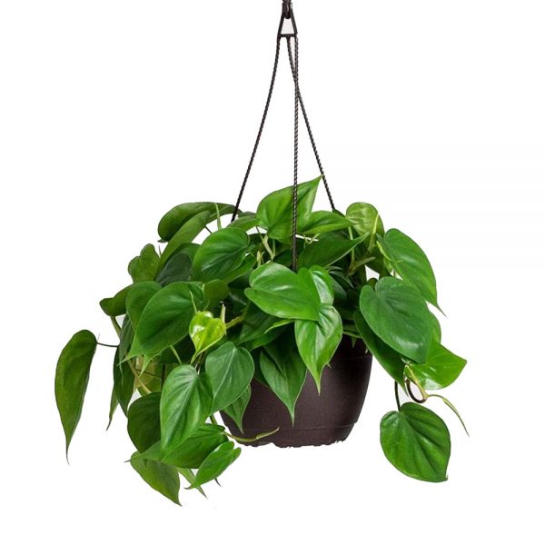 Philodendron Cordatum Hanger