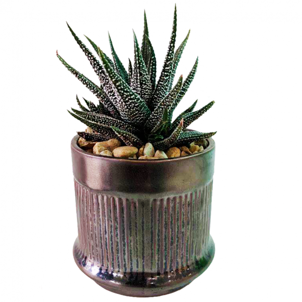 Westcott Pot with Succulent