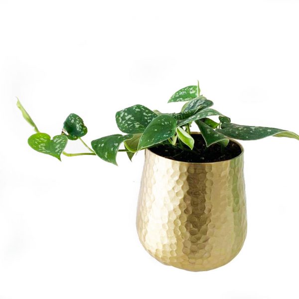 Hux Pot with Silk Pothos